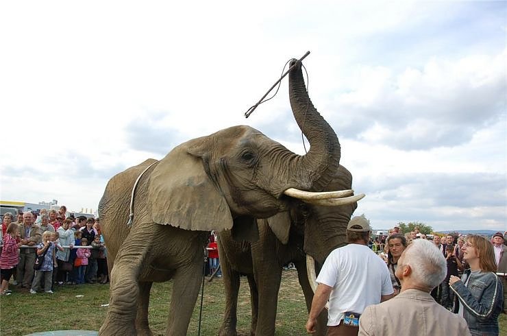 Kampf der Giganten auf dem Scheunenhof