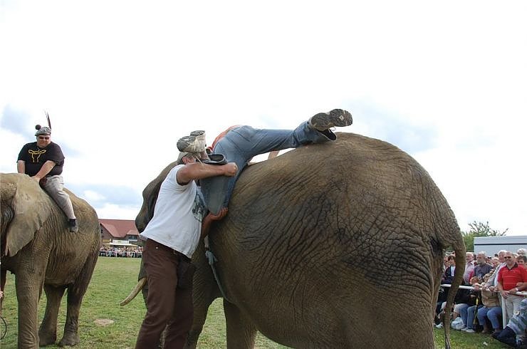 Kampf der Giganten auf dem Scheunenhof