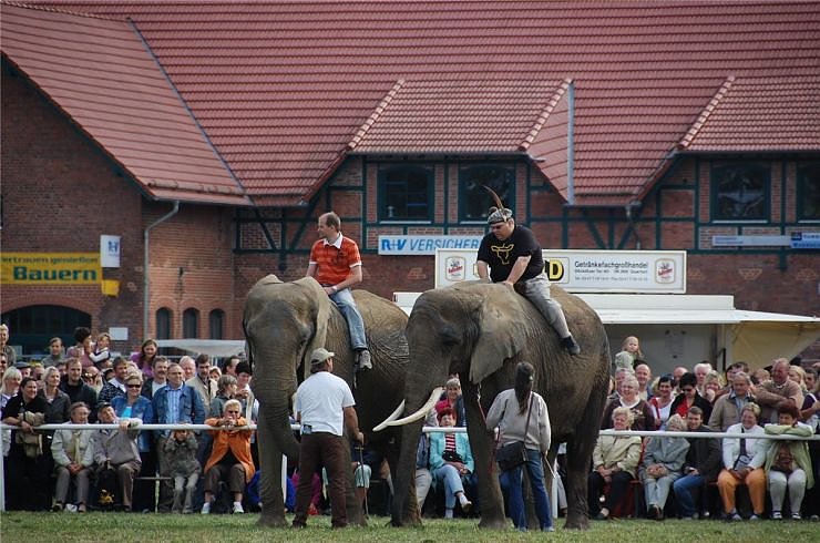 Kampf der Giganten auf dem Scheunenhof