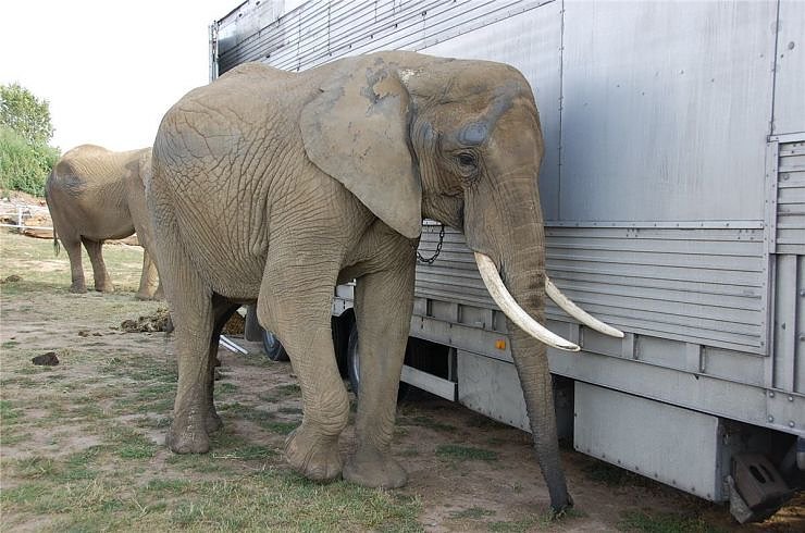 Kampf der Giganten auf dem Scheunenhof