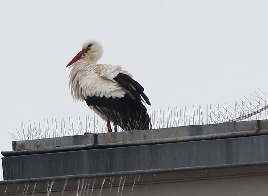 Rastplatz Theaterdach
