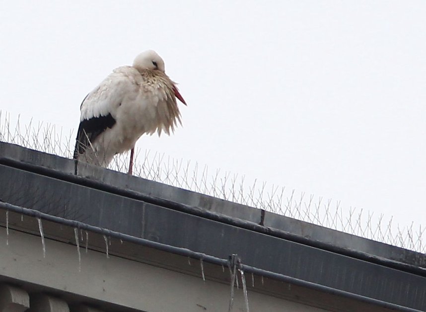 Rastplatz Theaterdach