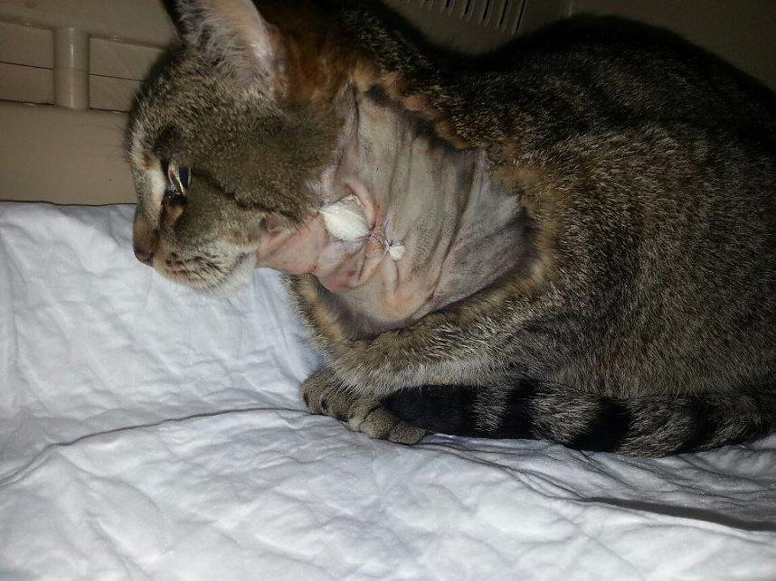 Schwere Zeiten f&uuml;r "Biene"