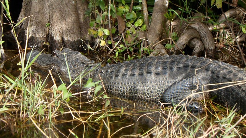 Erlebt: Alligator in den Everglades