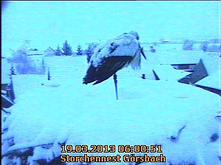 Zu kalt im Storchennest