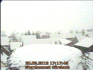 Zu kalt im Storchennest