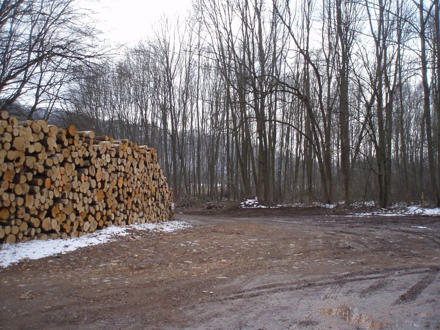 Am Ausgang des Gumpetales, neben dem Fu&szlig;ballplatz stockt der Laubholzbestand Nonnenteich