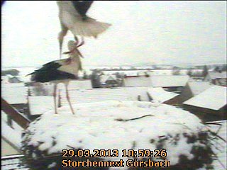 Neues aus dem Storchennest