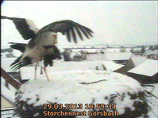 Neues aus dem Storchennest