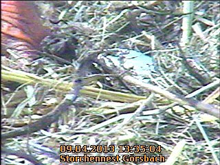 Neues aus dem Storchennest