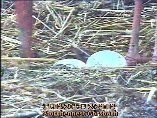 Jetzt sind es zwei Eier