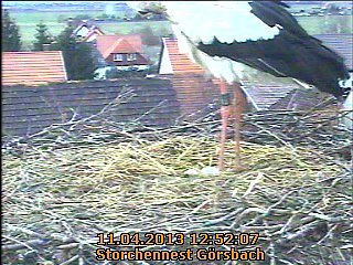 Jetzt sind es zwei Eier