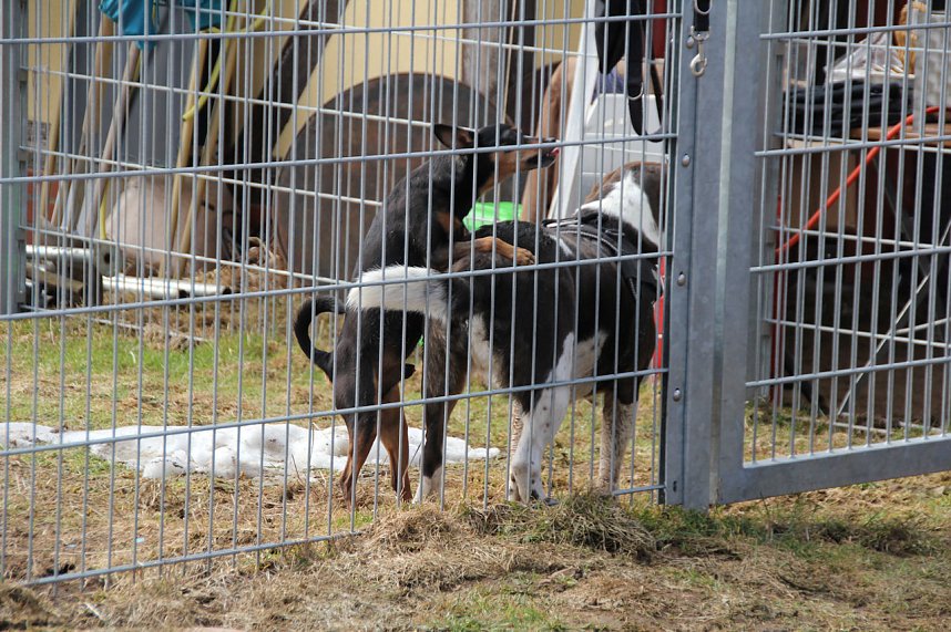 L&auml;mmerfest auf Sophienhof
