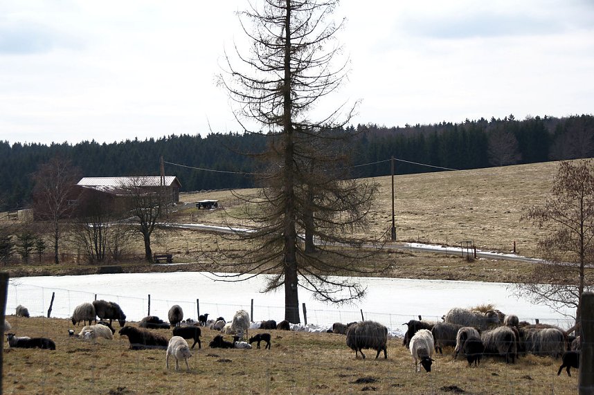 L&auml;mmerfest auf Sophienhof