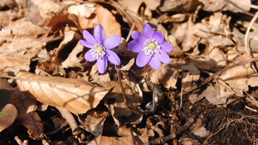 Wunderbare Fr&uuml;hlingsbl&uuml;her