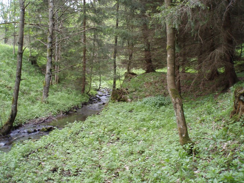 Wildletternbach als Umflut mit Resten des ehemaligen Staudeich- Dammes