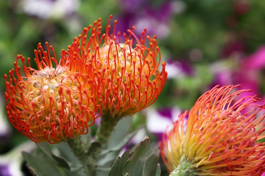 Zwischen Blumen und Fisch