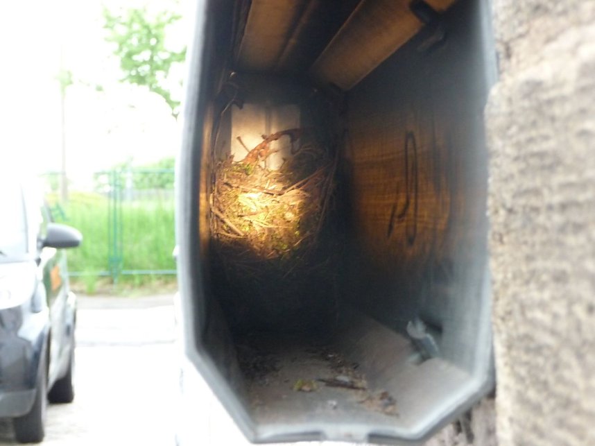 Nest in der R&ouml;hre