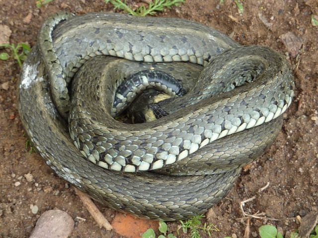 Ringelnatter-Einsatz