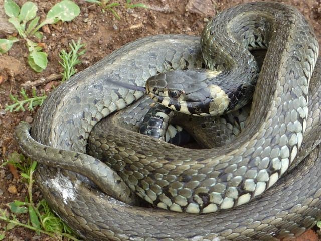 Ringelnatter-Einsatz