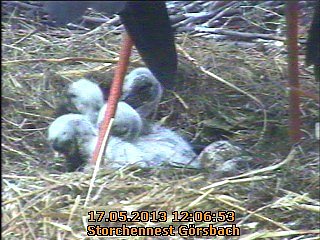 Neues aus dem Storchennest