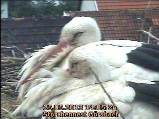 Trauriges aus dem Storchennest