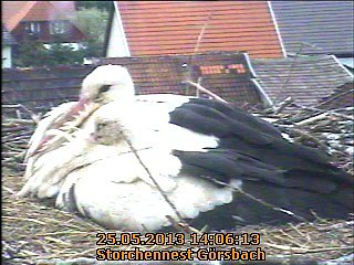 Trauriges aus dem Storchennest