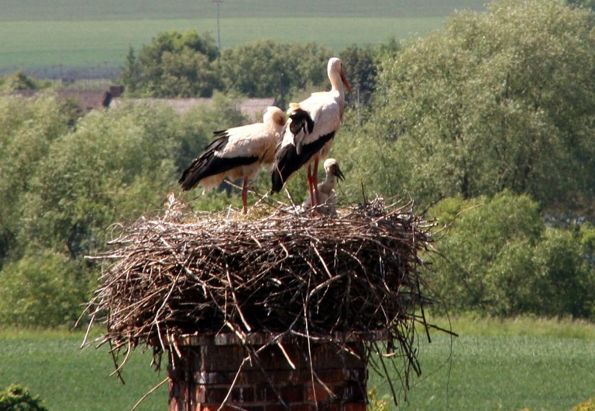 Nachwuchs im nest