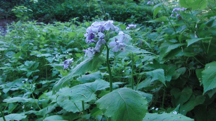 Das Steinm&uuml;hlental