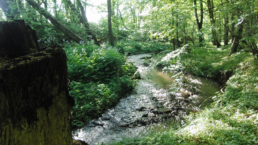 Das Steinm&uuml;hlental
