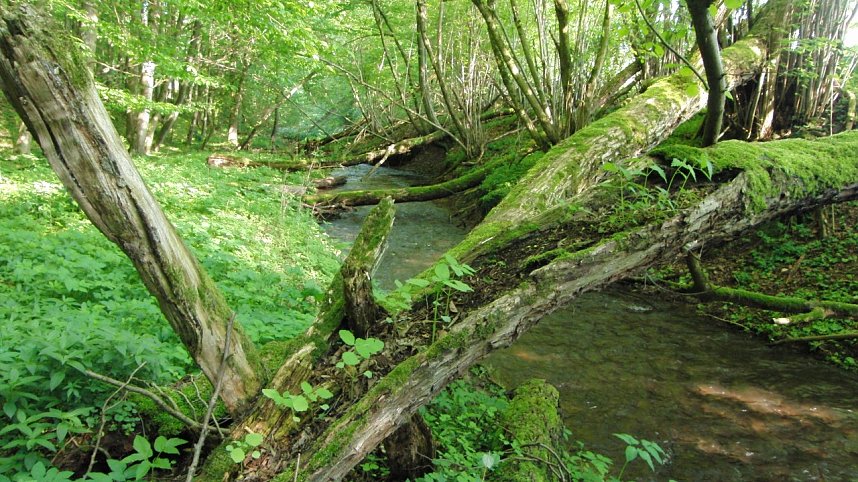 Das Steinm&uuml;hlental