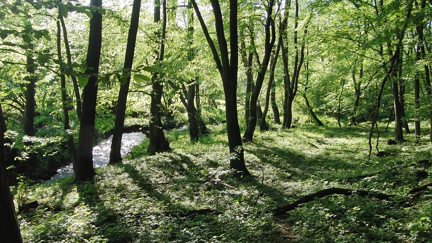 Das Steinm&uuml;hlental