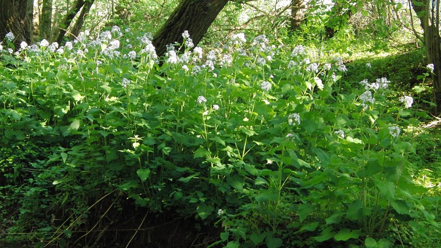Das Steinm&uuml;hlental