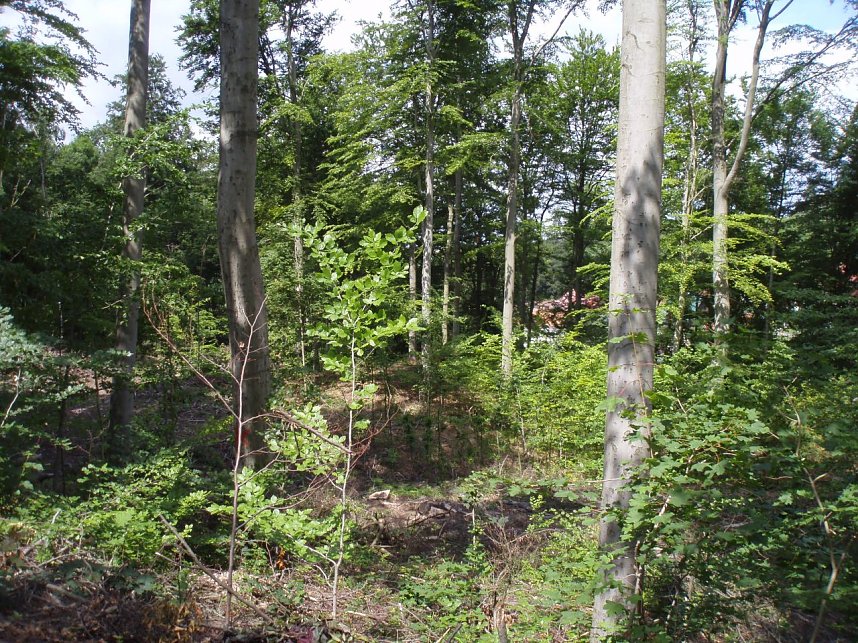 Im Gehege ist reichlich Naturverj&uuml;ngung anzutreffen.