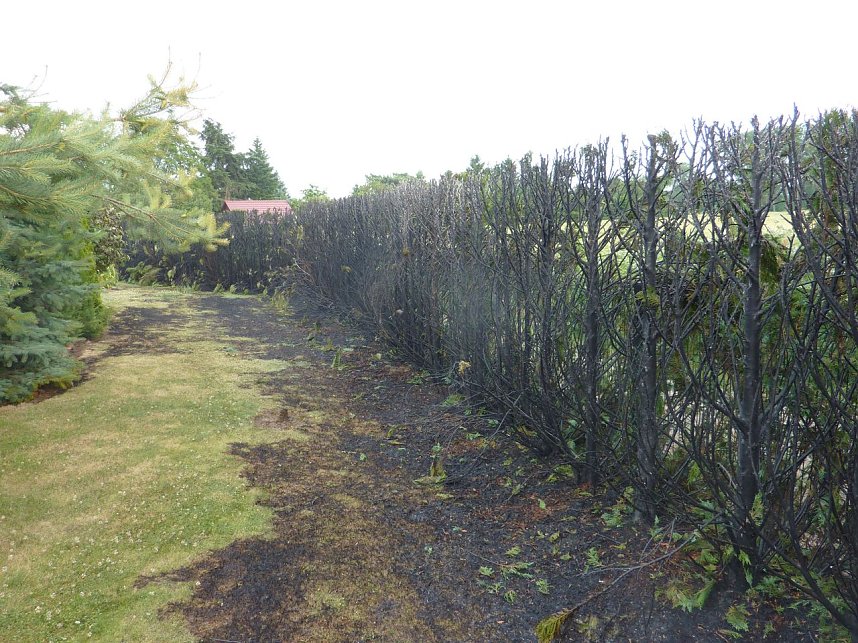 Hecke brannte in Bielen