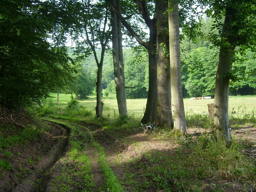 Das Fuhrbach-/Steinm&uuml;hlental