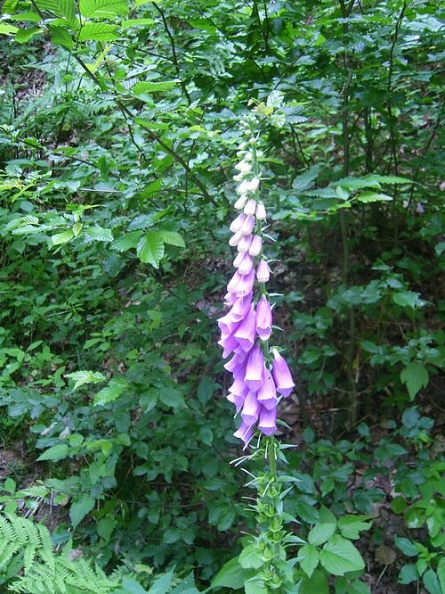 Das Fuhrbach-/Steinm&uuml;hlental