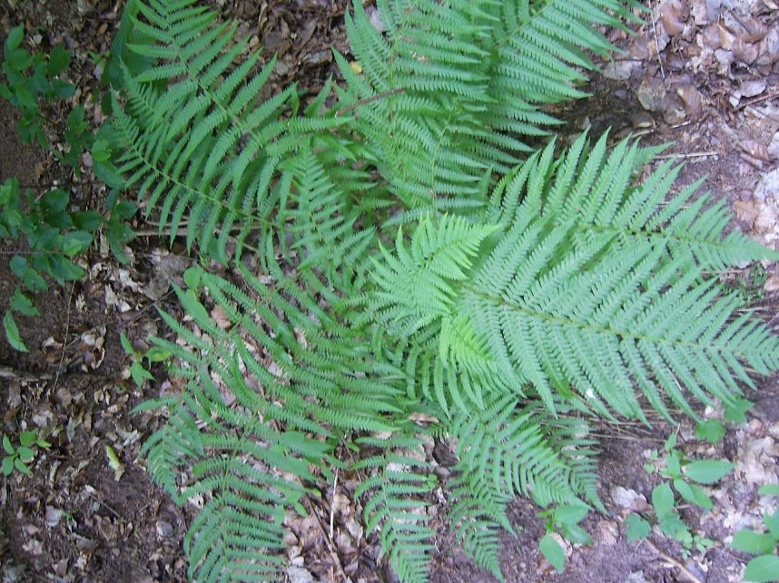 Das Fuhrbach-/Steinm&uuml;hlental