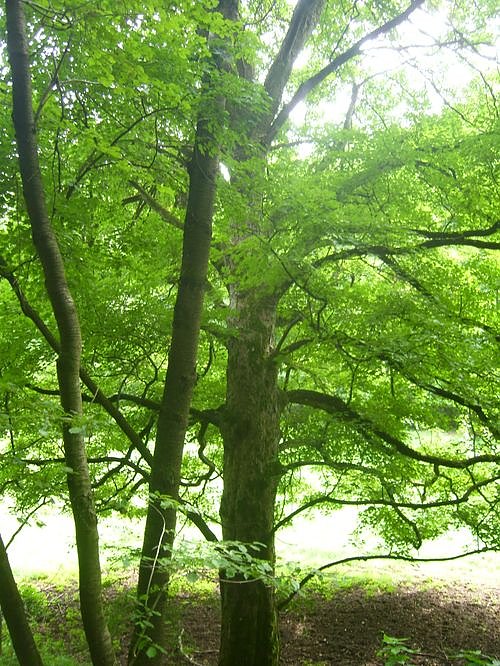 Das Fuhrbach-/Steinm&uuml;hlental