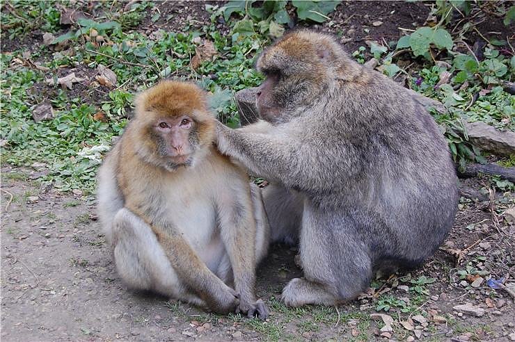 Affenwald Erlebnispark Strau&szlig;berg