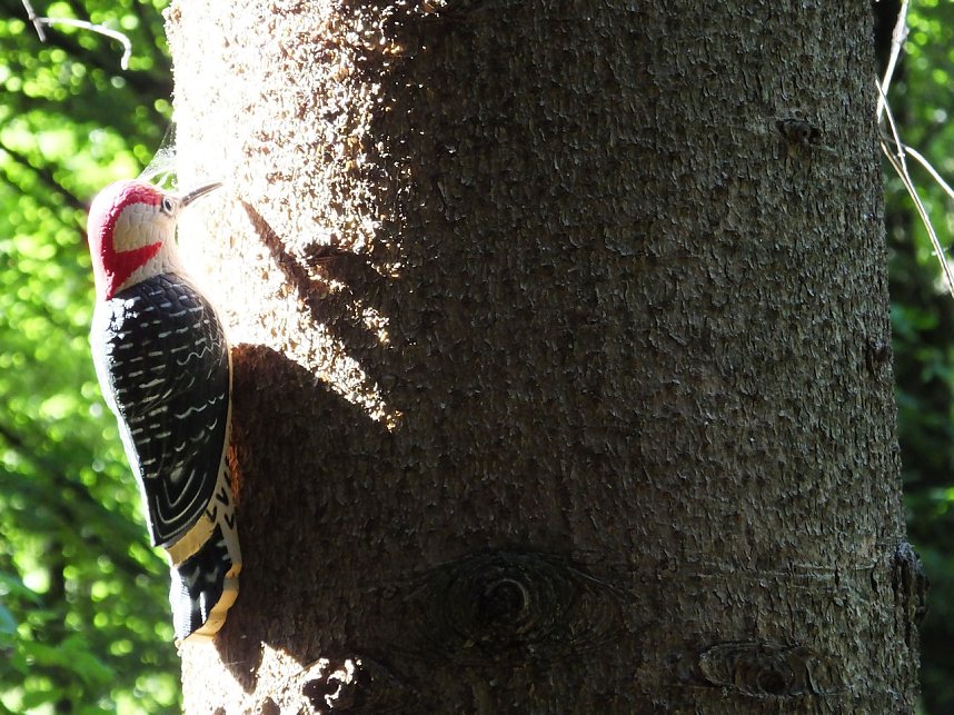 Im M&auml;rchengrund