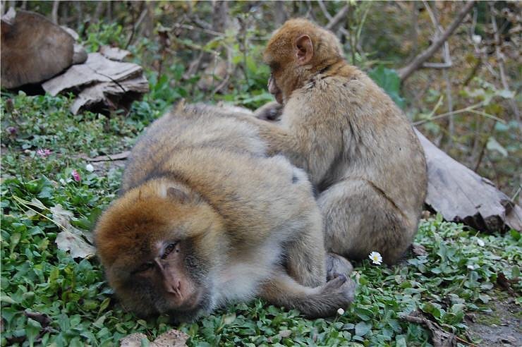 Affenwald Erlebnispark Strau&szlig;berg