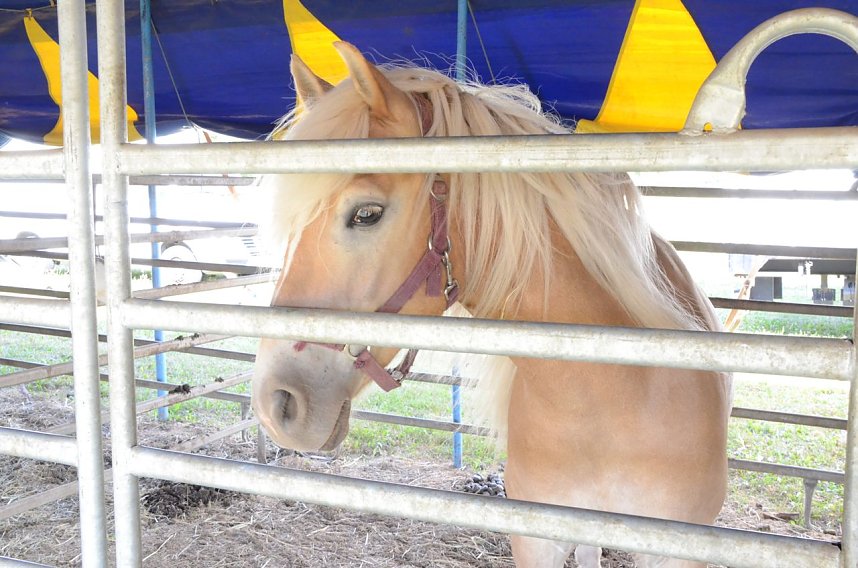 H&uuml;pfburgenland in Nordhausen