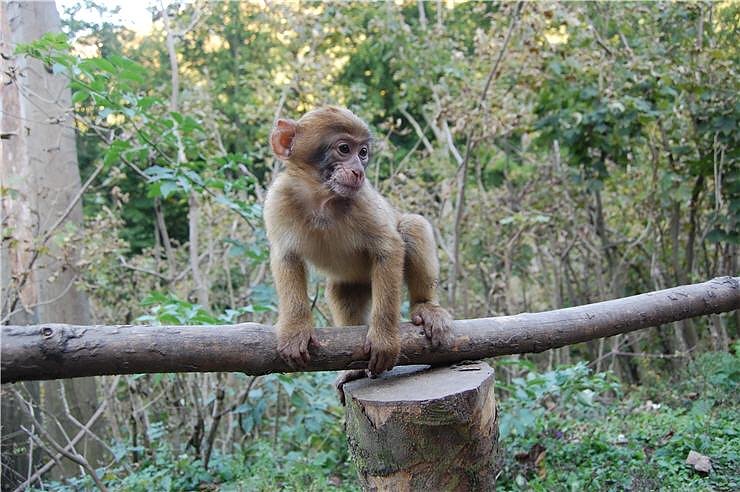 Affenwald Erlebnispark Strau&szlig;berg