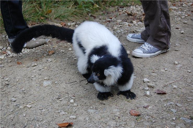 Affenwald Erlebnispark Strau&szlig;berg