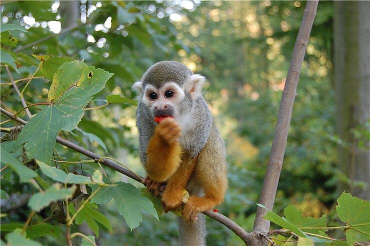 Affenwald Erlebnispark Strau&szlig;berg