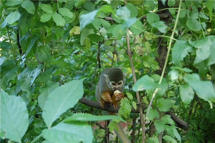 Affenwald Erlebnispark Strau&szlig;berg