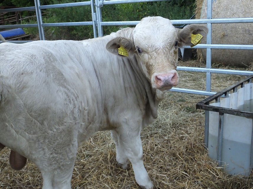 Bauernmarkt in Mackenrode