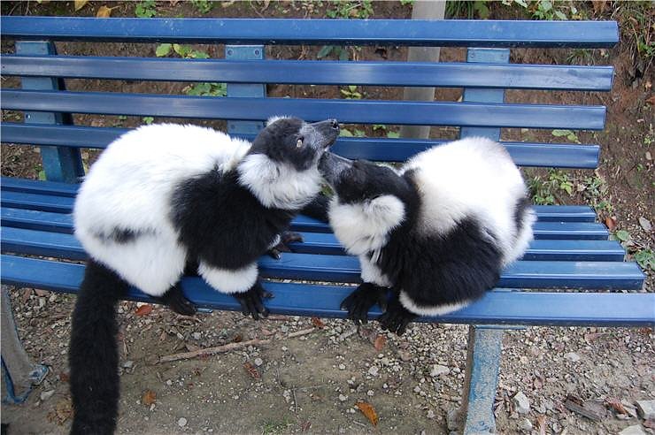 Affenwald Erlebnispark Strau&szlig;berg