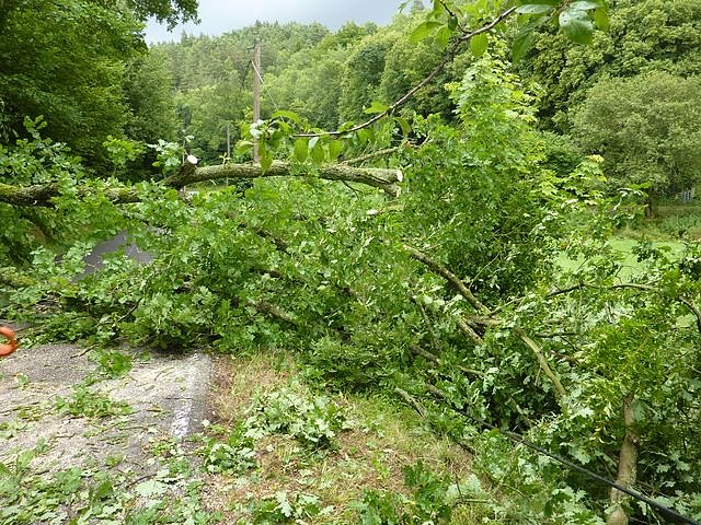 Baum umgest&uuml;rtzt